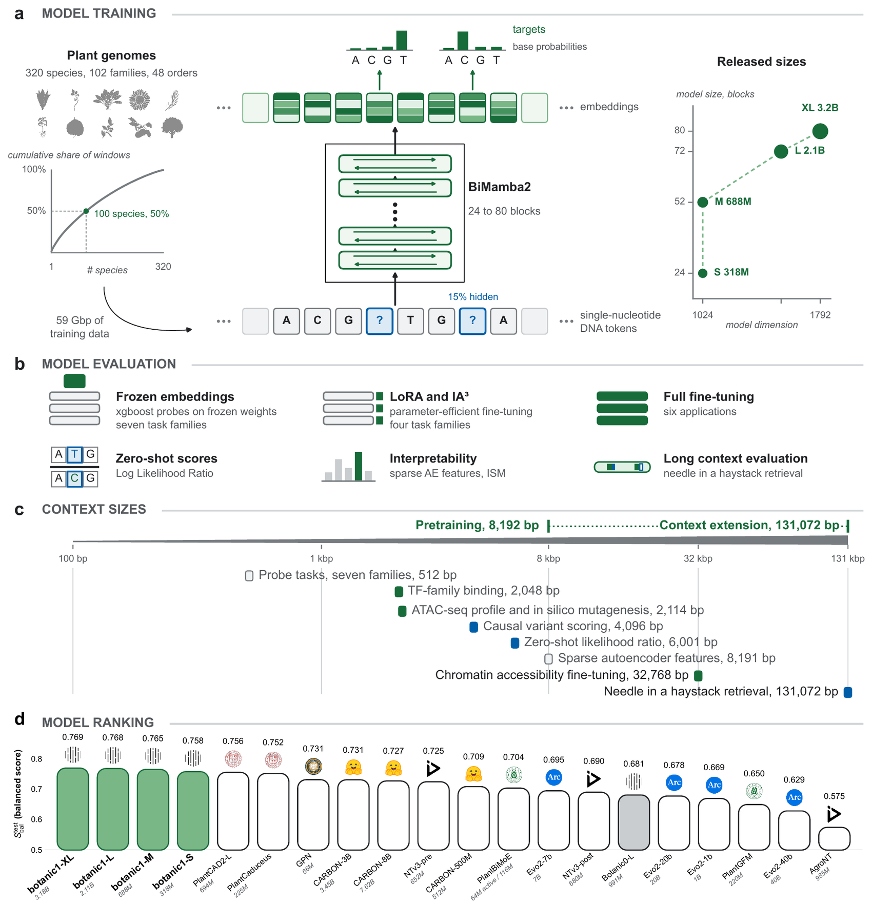 Four-panel figure. a, model training: 320 plant species and 59 Gbp of data feeding a BiMamba2 stack of 24 to 80 blocks predicting masked single-nucleotide tokens, with released sizes from 318M to 3.2B parameters. b, six evaluation regimes from frozen embeddings and LoRA to full fine-tuning, zero-shot scores, interpretability and long-context retrieval. c, context sizes from 512 bp probe tasks to 131,072 bp retrieval. d, model ranking by balanced score, with the four Botanic1 models occupying the top four positions ahead of PlantCAD2-L and PlantCaduceus.